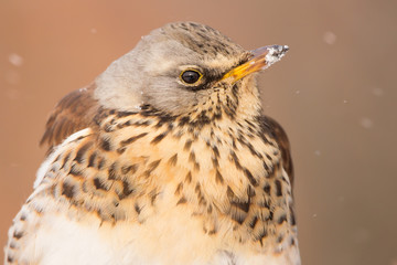 Fieldfare (Turdus pilaris) brown spotted thrush bird close up, turdidae family