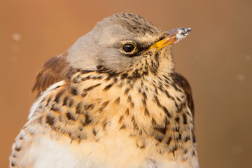 Fieldfare (Turdus pilaris) brown spotted thrush bird close up, turdidae family
