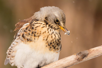 Fieldfare (Turdus pilaris) brown spotted thrush bird close up, turdidae family