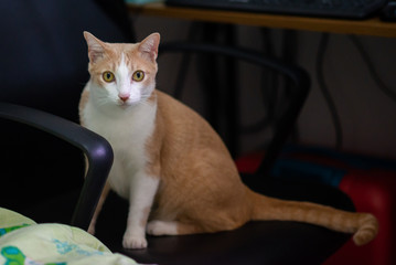 Orange Thai cat in the house