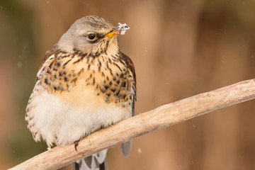 Fieldfare (Turdus pilaris) brown spotted thrush bird close up, turdidae family