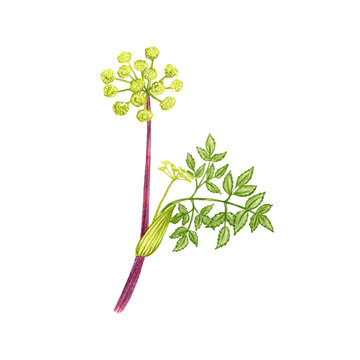 Wild Celery, Drawing By Colored Pencils