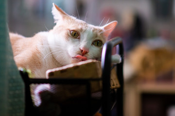 Orange Thai cat in the house