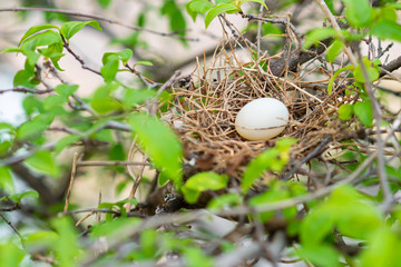 Spotted-necked Dove A bird's nest on a tree.