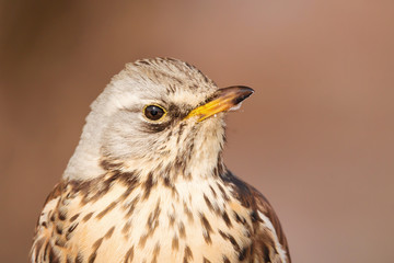 Fieldfare (Turdus pilaris) brown spotted thrush bird close up, turdidae family