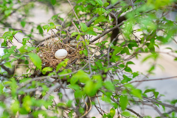 Fototapeta na wymiar Spotted-necked Dove A bird's nest on a tree.