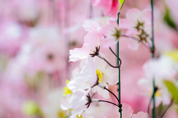 Obraz premium ひな祭り