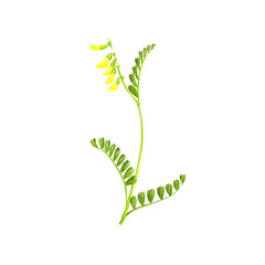 Mongolian milkvetch, drawing by colored pencils