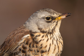 Fieldfare (Turdus pilaris) brown spotted thrush bird close up, turdidae family