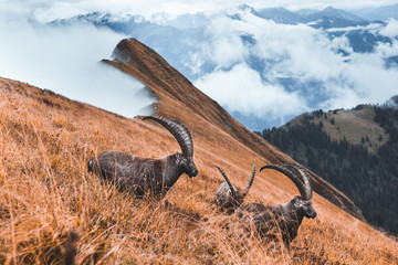 Wild isolated ibex grazing on meadow, foggy autumn weather, ibex above the clouds, overlook over...