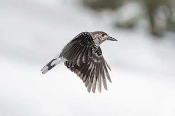 Nutcracker in flight (Nucifraga caryocatactes)