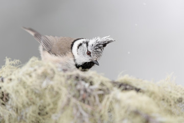 The beautiful Crested tit (Lophophanes cristatus)