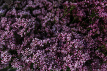 A picture of many small purple flowers