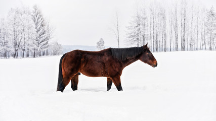 Fototapeta na wymiar Dark brown horse walks on snow covered meadow, trees in background, side view