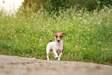 Small Jack Russell terrier, her fur wet from swimming in river, walking on country dusty road, tall grass with meadow flowers background