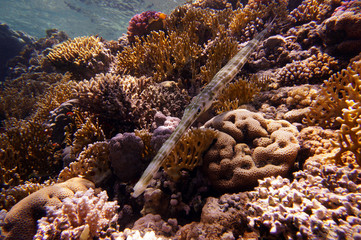 flute fish