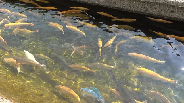 Color mutants of rainbow trout in a pond. White, blue, yellow and cobalt fish swim in clear water