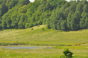 Mazury
