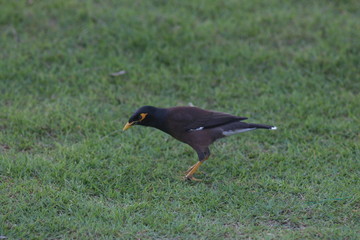 Koh Phangan Island, Surat Thani, Thailand