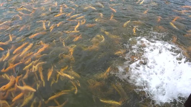Pond with rainbow trout (lat. Oncorhynchus mykiss) breeds Adler Amber. Golden fish in the sunlight