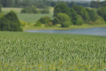 Zboże © Rafa