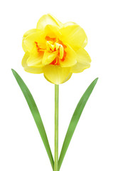 Beautiful yellow narcissus flower isolated on white background