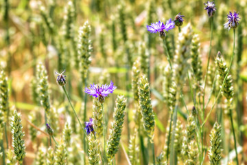 Fflowers among wheat in autumn - 318247652
