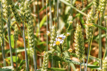 Outdoor flowers among wheat in autumn - 318247656