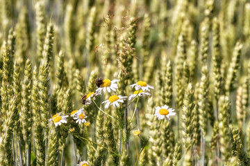 Outdoor flowers among wheat - 318247689