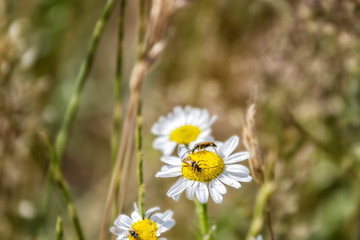 Beetles on outdoor flowers - 318247805