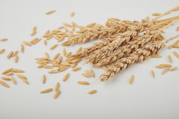 wheat isolated on white close up. Ears of wheat. Isolated bunch of golden wheat ear after the harvest.