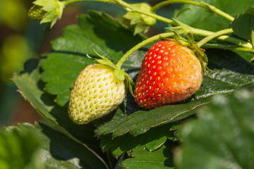 Close up of ripening strawberry fruits in the garden