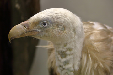 Part of the exposition of the Zoological Museum of Moscow State University named after Lomonosov. Russia