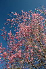 Pink flowers blossom against clear blue sky background