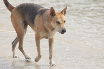 Koh Phangan Island, Surat Thani, Thailand