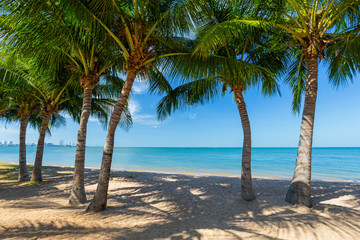 Palm tree and the beach at the tropical sea on sunshine day.