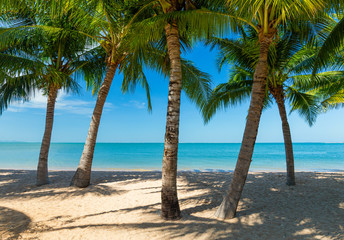Palm tree and the beach at the tropical sea on sunshine day.
