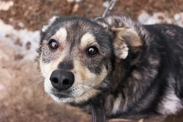 A cute stray dog looks with sad eyes at the camera. View from above. Beige and gray neutral background.