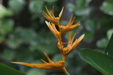 Koh Phangan Island, Surat Thani, Thailand