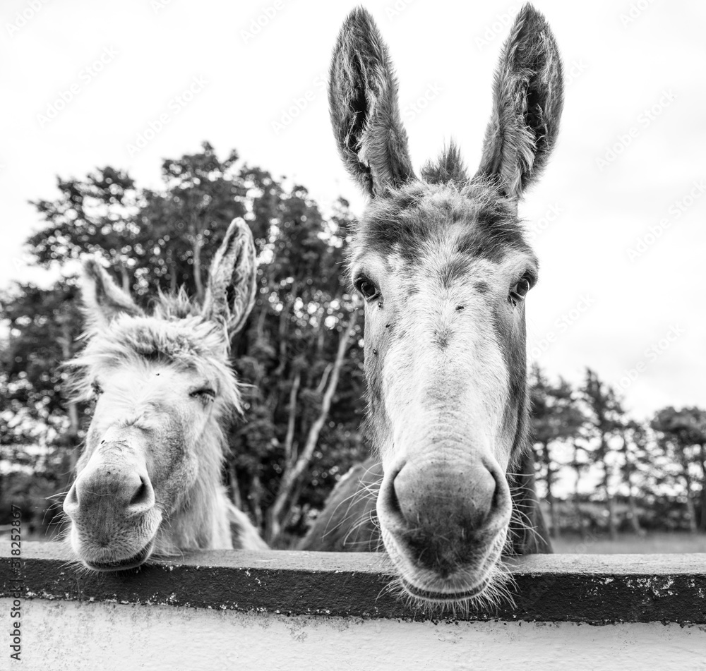 Sticker closeup shot of two cute donkeys in grey with trees in the background