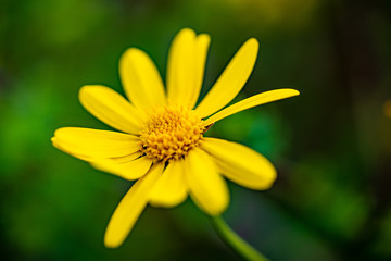 ヒナギクの写真