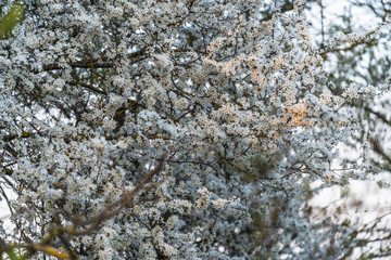 Plum branches full of white flowers, spring, sun shines on some branches, focus and sharpness on certain areas