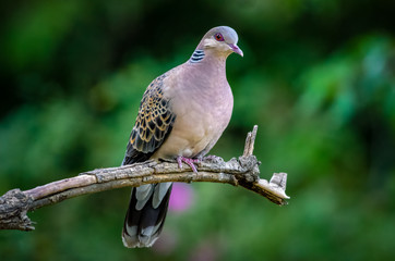 Oriental Turtle Dove, Birds of Himalaya