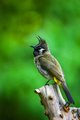 Fototapeta premium Himalayan Bulbul, Birds of Himalaya