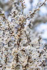 Plum branches full of white flowers, spring, sun shines on some branches, focus and sharpness on certain areas