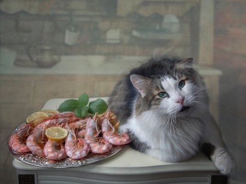 Fluffy spotted cat and plate of shrimp langustine