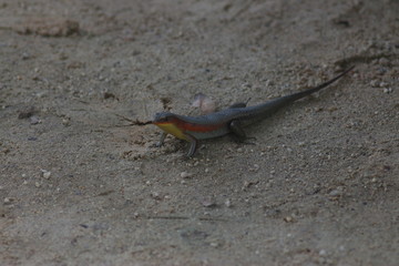 Koh Phangan Island, Surat Thani, Thailand