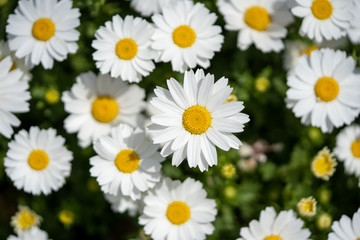 カモミールの写真