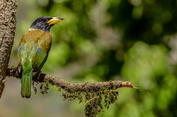 Great Tit, Birds of Himalaya
