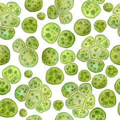 Unicellular green algae chlorella spirulina with large cells single-cells with lipid droplets. Watercolor seamless pattern macro microorganism bacteria for cosmetics biological biotech design, biofuel - obrazy, fototapety, plakaty